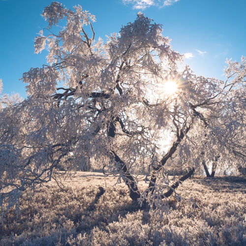 Winterberg Kahler Asten