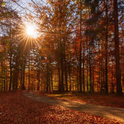 Winterberger Naturlandschaften