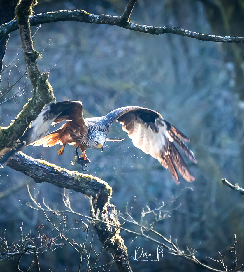Wildlife Rotmilan beim jagen mit Beute