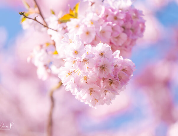 Frühling