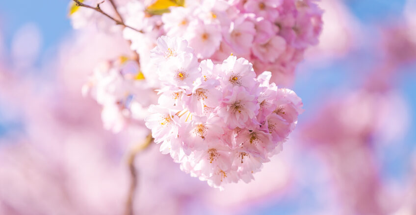 Frühling