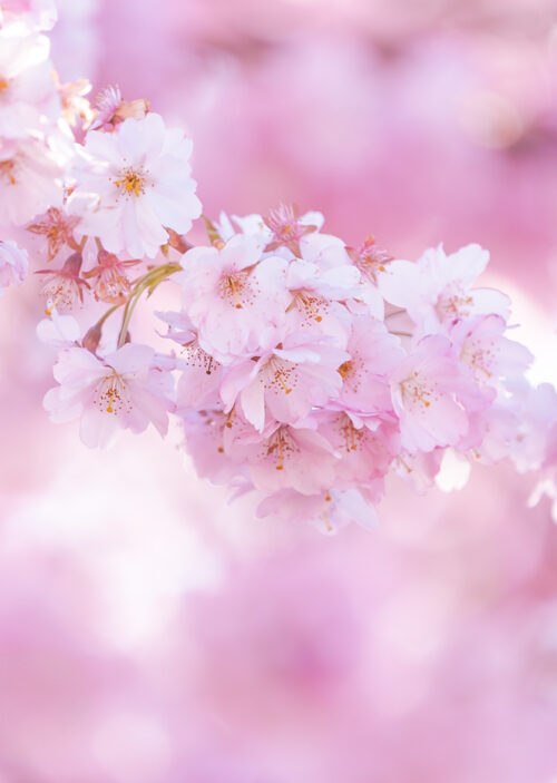 Kirschblüte Dora Pi