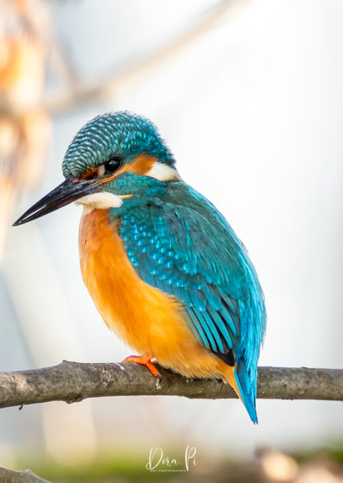 Eisvogel Kingfisher