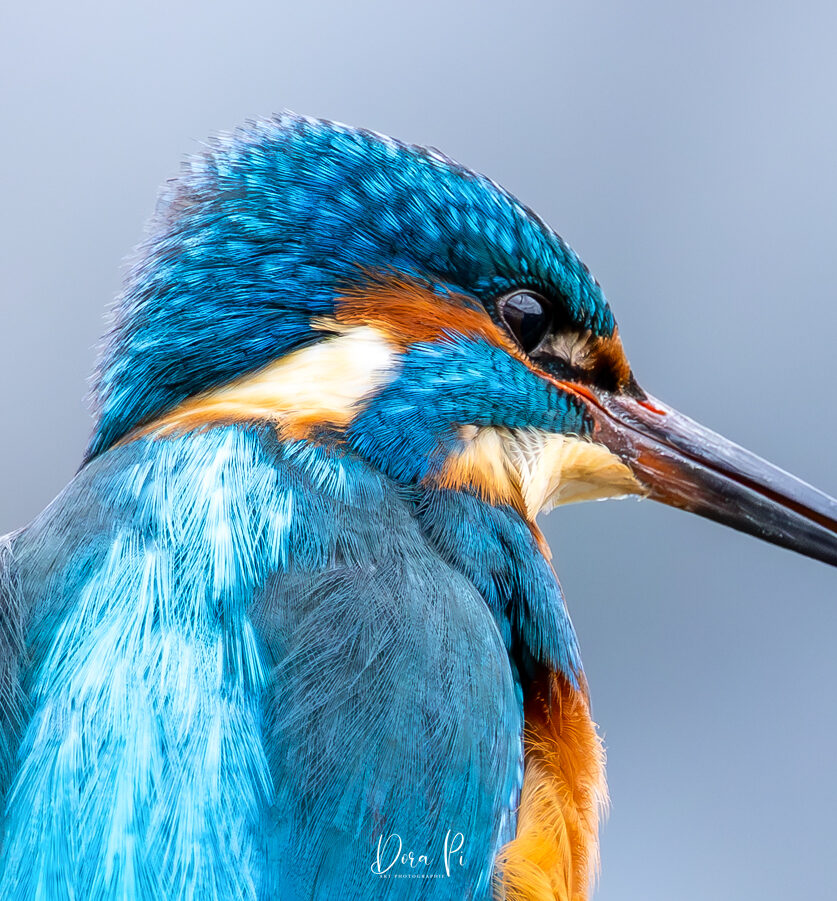 Eisvogel Kingfisher