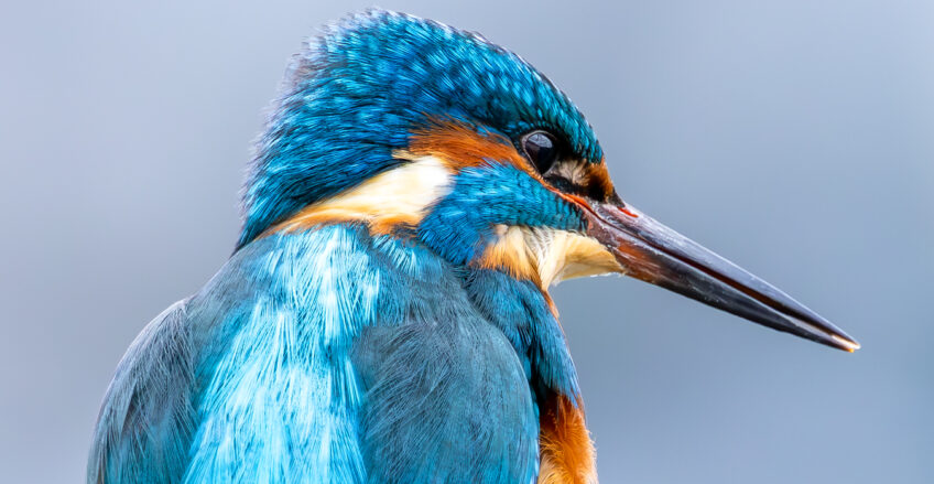 Eisvogel Kingfisher