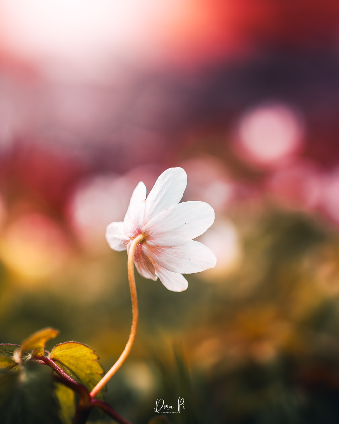 Blume Macro Windröschen Sonnenlicht Bokeh