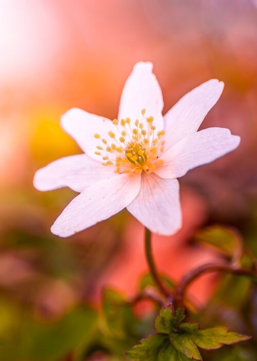 260401_R5II1284_dorapi_web26