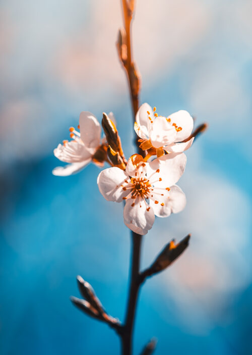 Blumen Macro Dora Pi