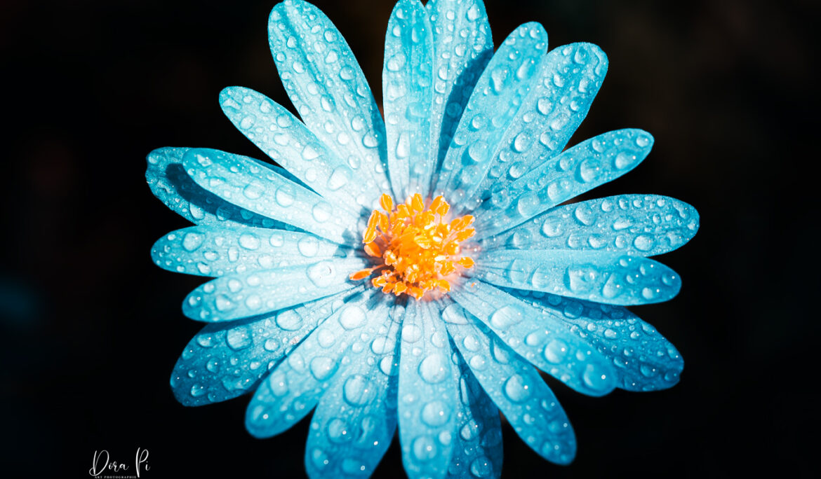 Blume Macro Balkan-Windröschen schwarze Hintergrund Künstlerisch