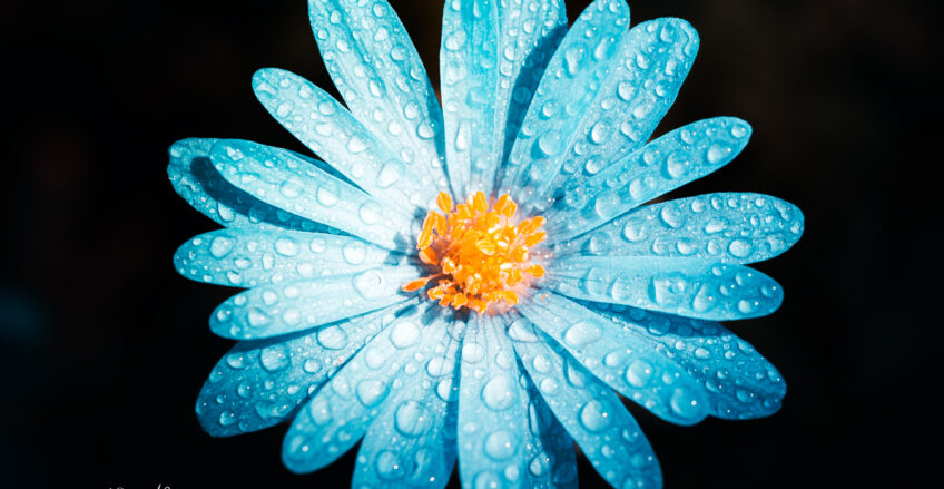 Blume Macro Balkan-Windröschen schwarze Hintergrund Künstlerisch
