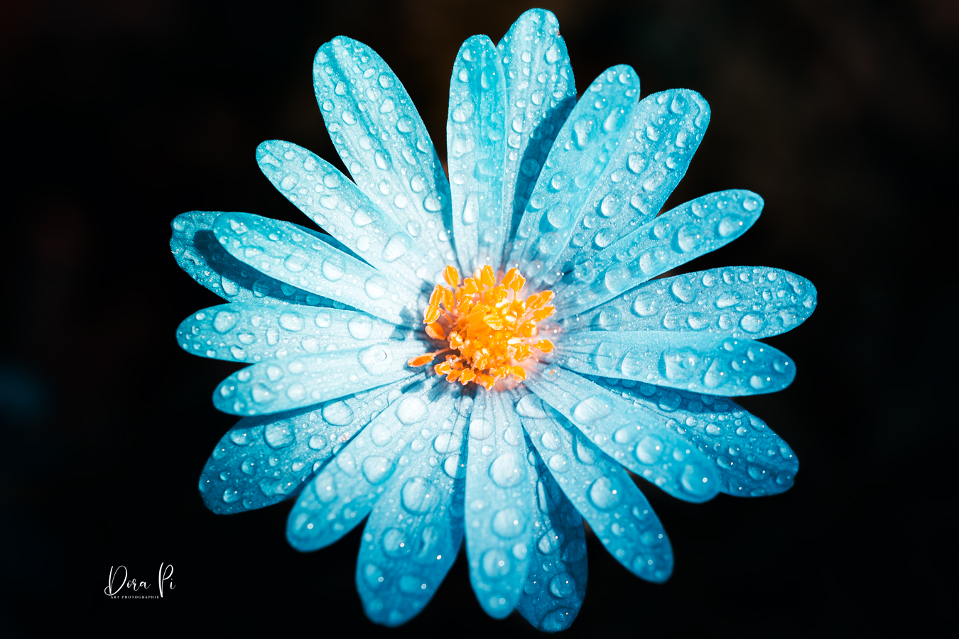 Blume Macro Balkan-Windröschen schwarze Hintergrund Künstlerisch