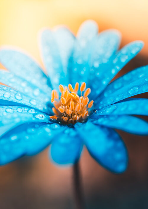 Blumen Macro Dora Pi