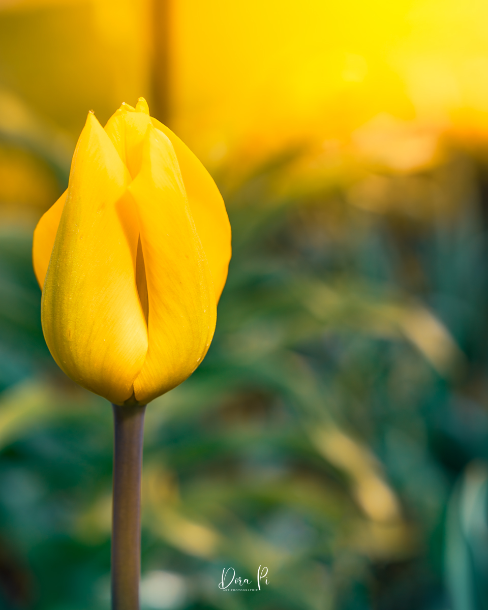Blumen Macro Tulpe Gelb Sonnenlicht