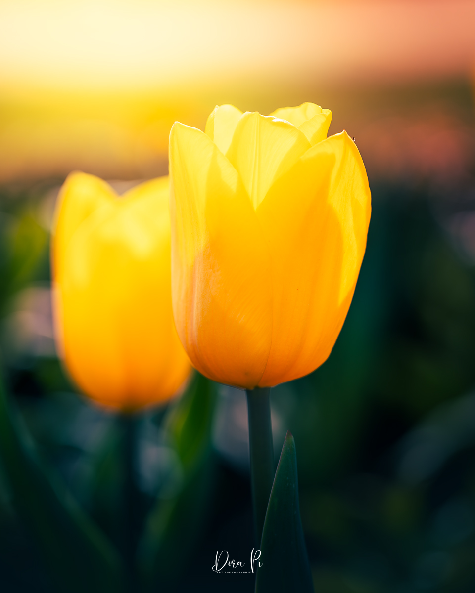 Blume Macro Tulpen Gelb Sonnenlicht
