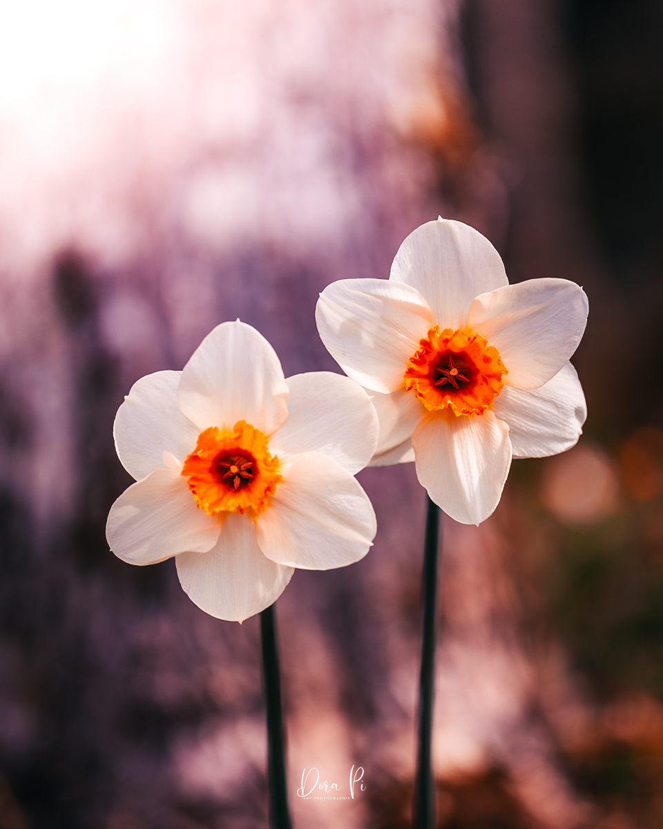 Blume Macro Narzissen Weiß Bokeh Sonnenlicht Wald