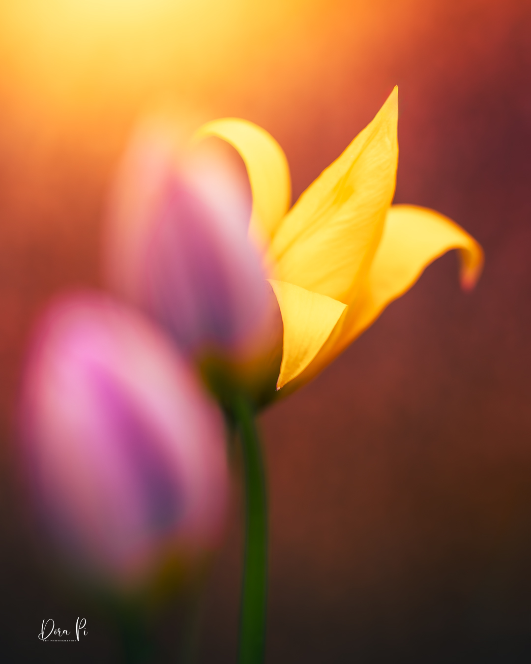 Blume Macro Bokeh Sonnenlicht