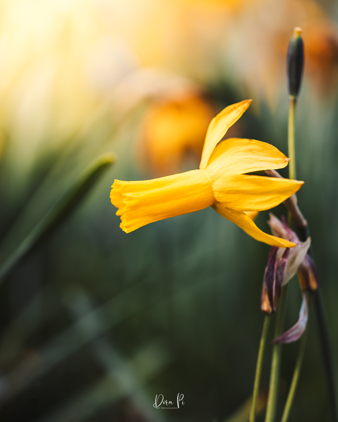 Blume Macro Narzissen Gelb Bokeh Sonnenlicht Wunderschön