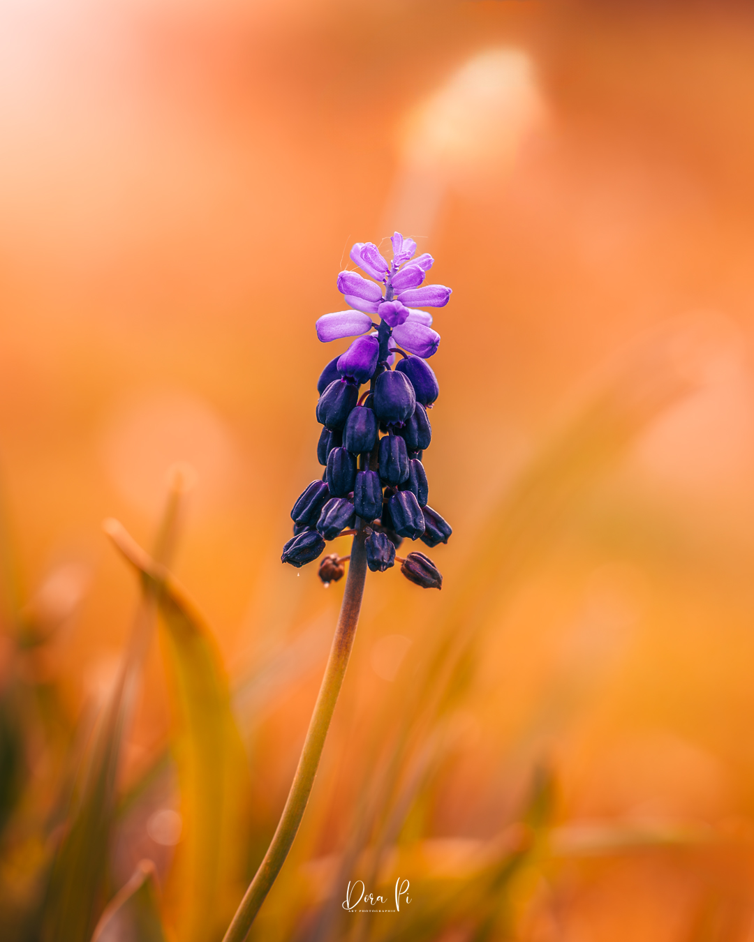 Blume Macro Traubenhyazinthen Sonnenlicht Lichtstimmung