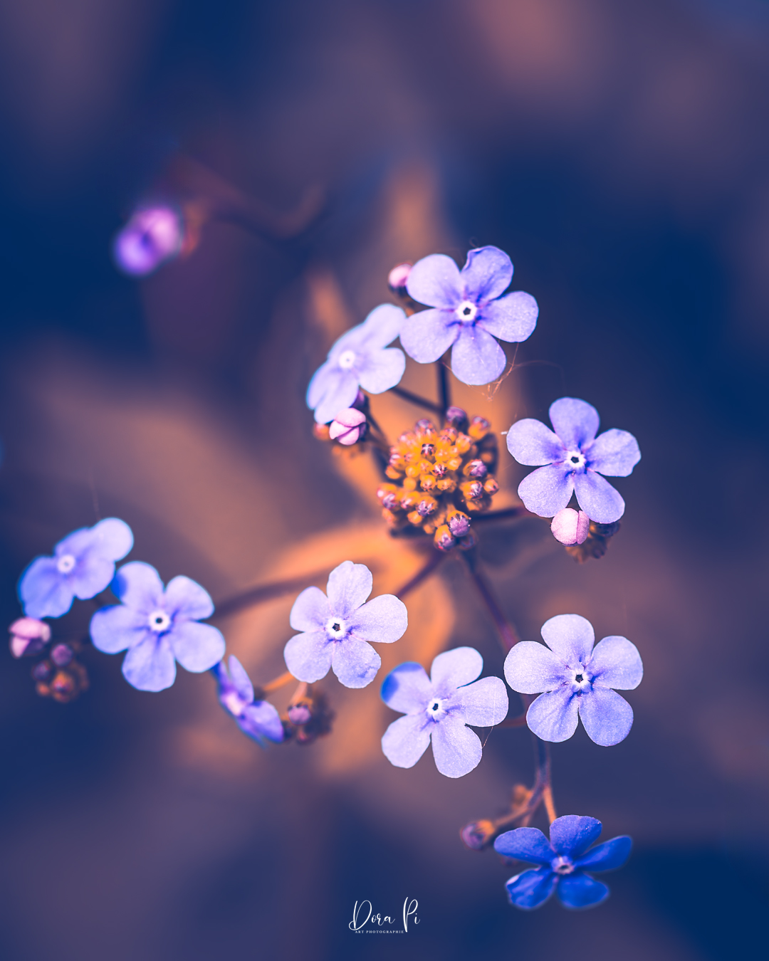 Blume Macro Vergissmeinnicht Bokeh