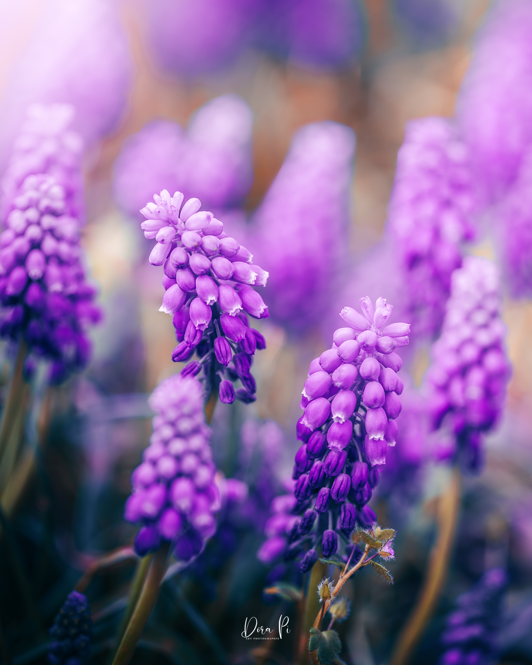 Blume Macro Traubenhyazinthen Bokeh