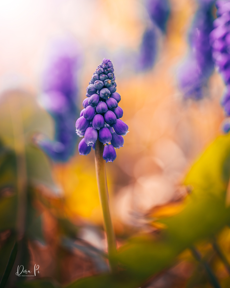 Blume Macro Traubenhyazinthen Bokeh Sonnenlicht